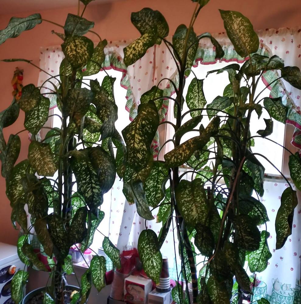 Meet your Posher, Nathaniel